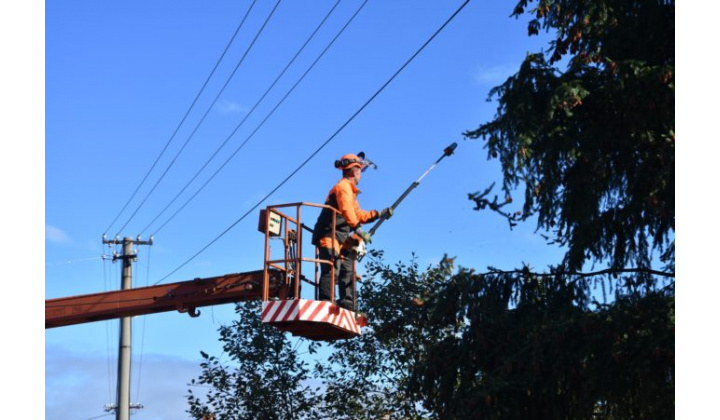 Západoslovenská distribučná vyzýva na okliesnenie stromov ohrozujúcich energetické zariadenia